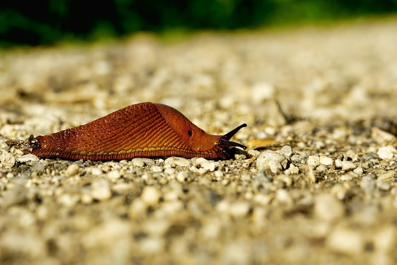 Controlling Snails