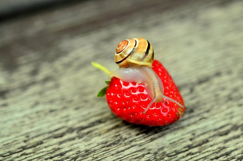 Snail in garden